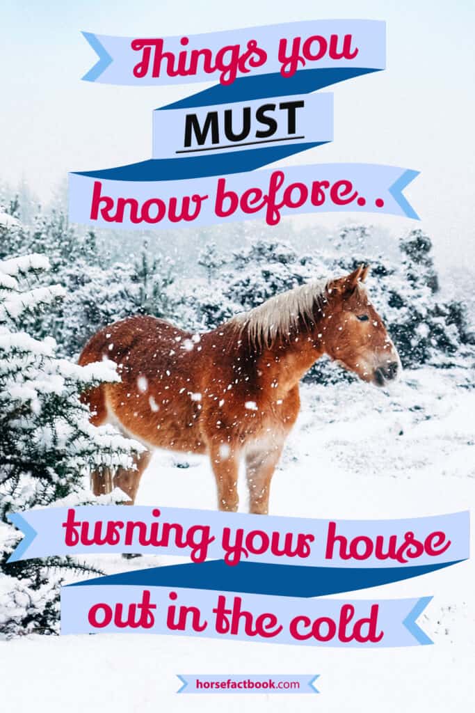 Do Horses Get Cold? What You NEED To Know About Winter Turn Out Horse FactBook