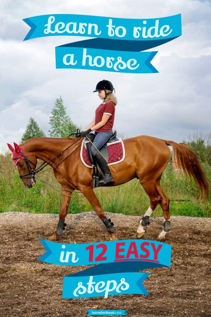Learn To Ride A Horse In 12 Easy Steps A Beginner’s Guide To Riding