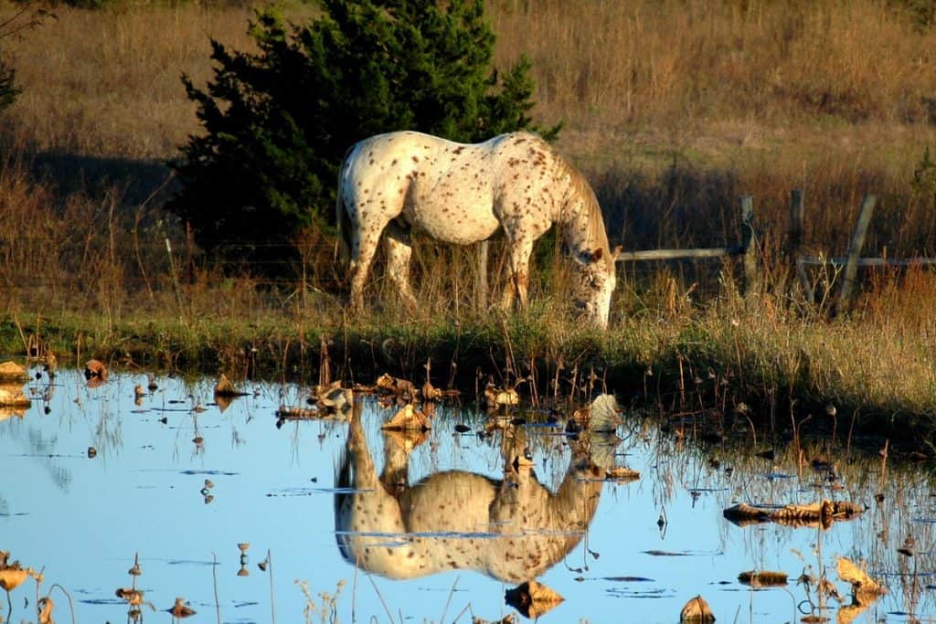 How To Protect Your Horse Against Mosquitoes Naturally Horse FactBook