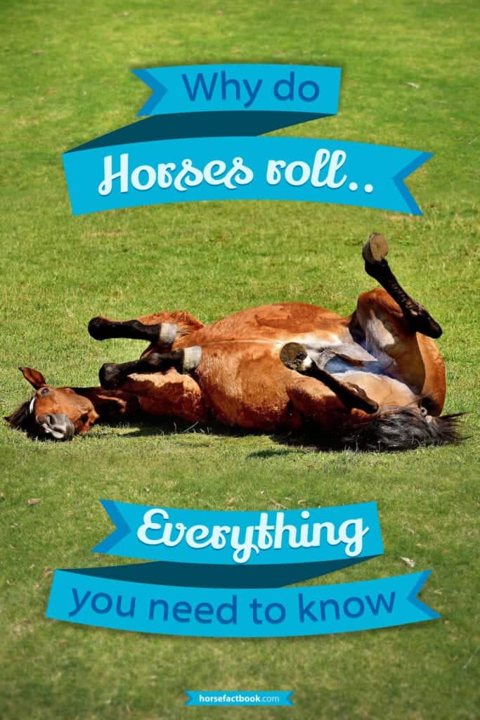 Why Do Horses Roll? Horse FactBook