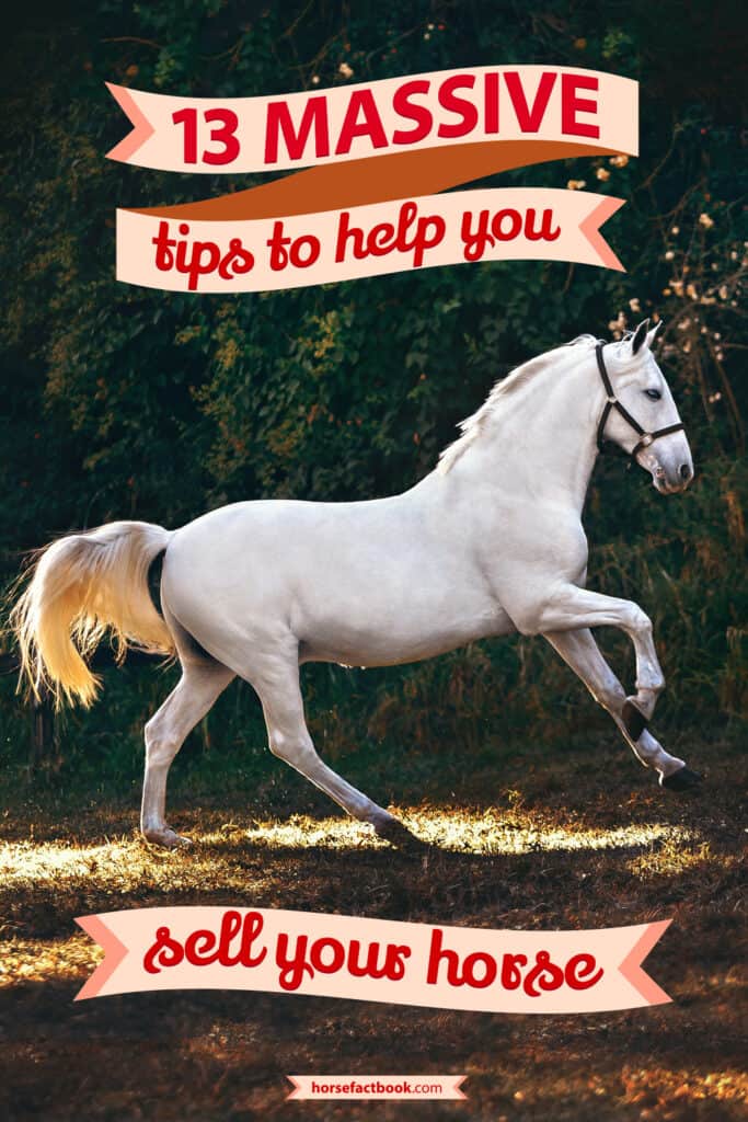 13 Tips To Help You Sell Your Horse Horse FactBook