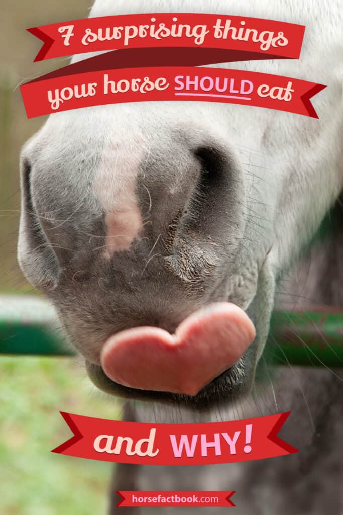 7 Surprising Things You Should Feed Your Horse, And Why – Horse FactBook