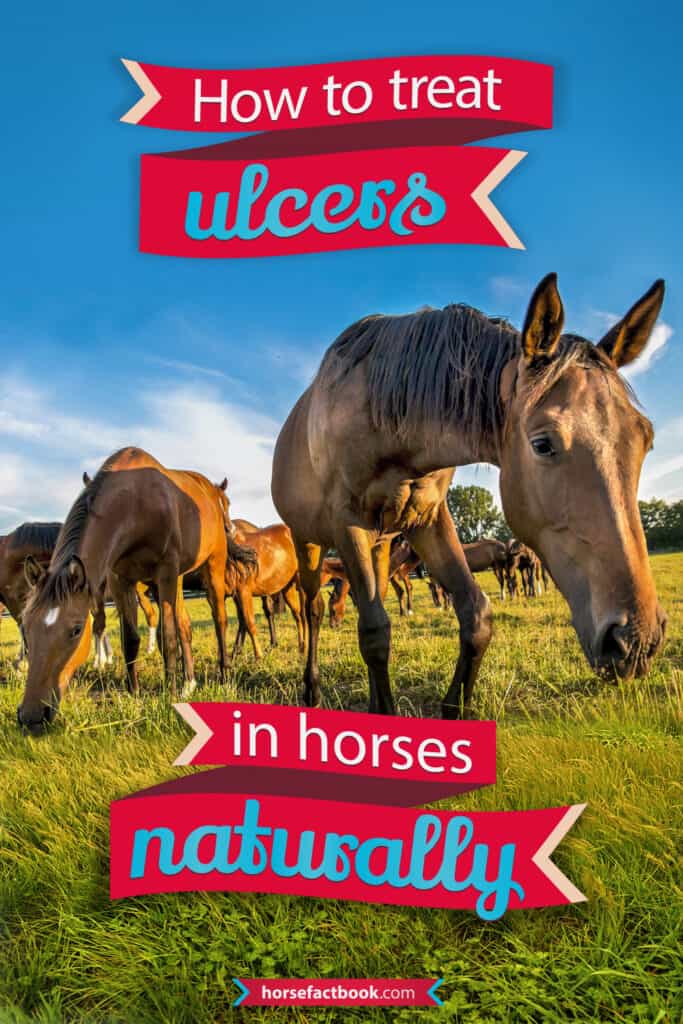 Equine Gastric Ulcers Causes, Symptoms, Diagnosis & How To Treat Them