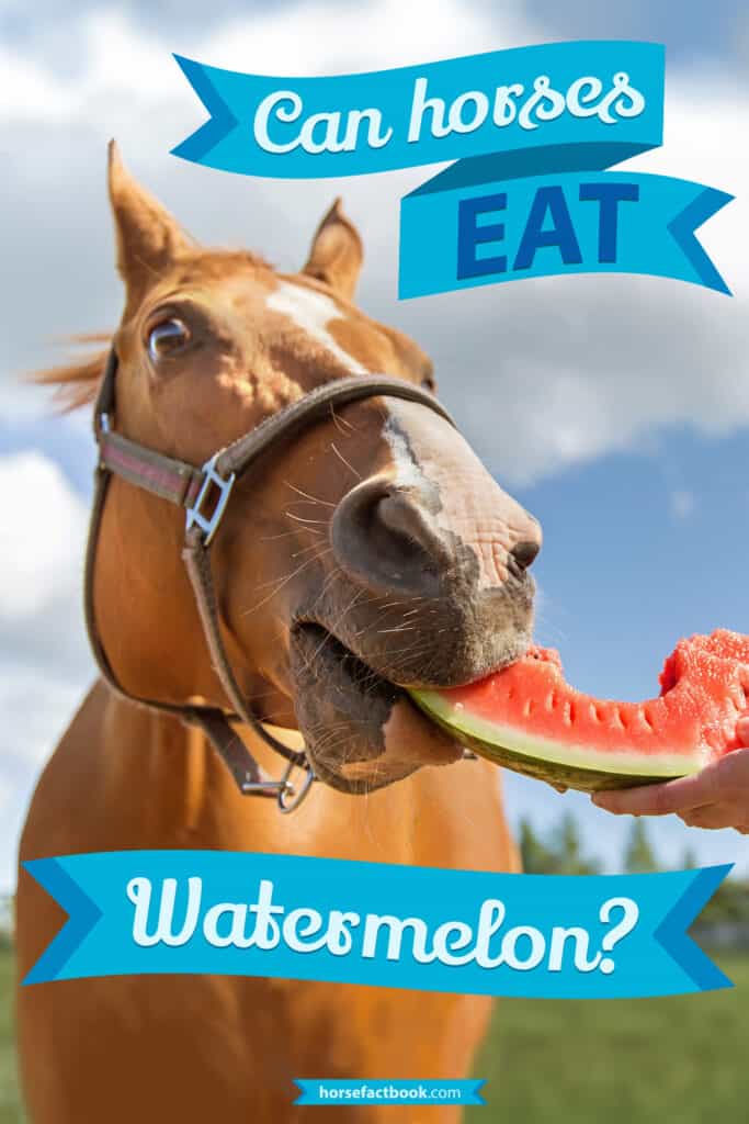 Can Horses Eat Watermelon? Horse FactBook