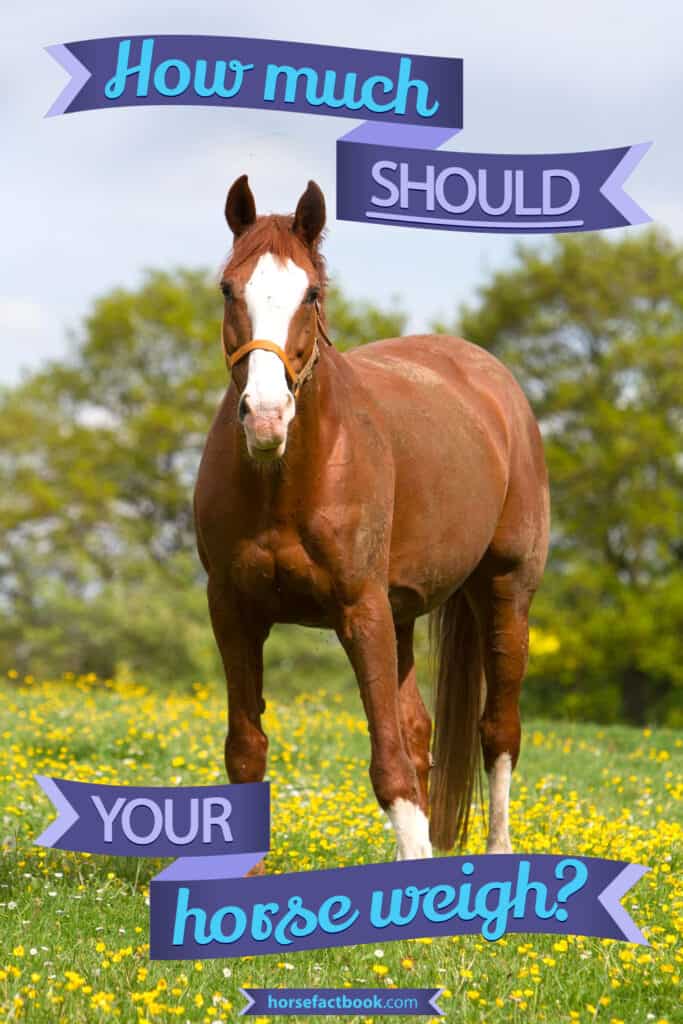 How Much Should A Horse Weigh? And How To Calculate It’s Weight Horse FactBook