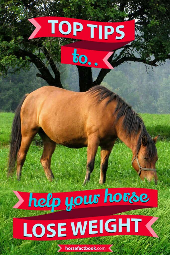 Easy Keepers How To Help Your Horse Lose Weight Horse FactBook