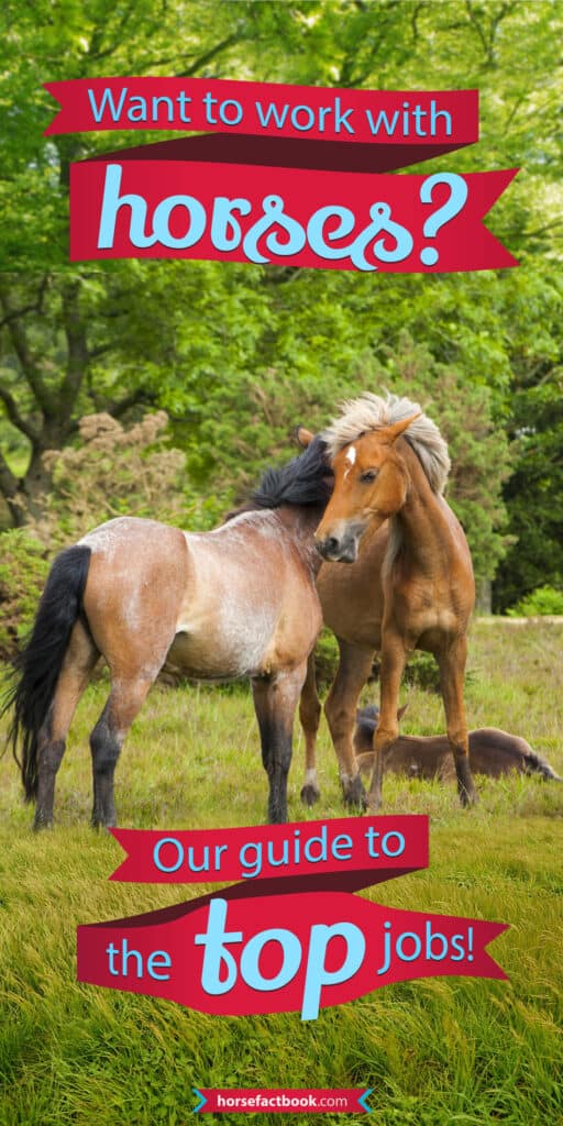 Want To Work With Horses? The 15 Best Equine Career Options Horse FactBook