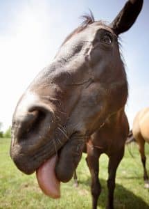Coconut oil can help fussy horses eat their food