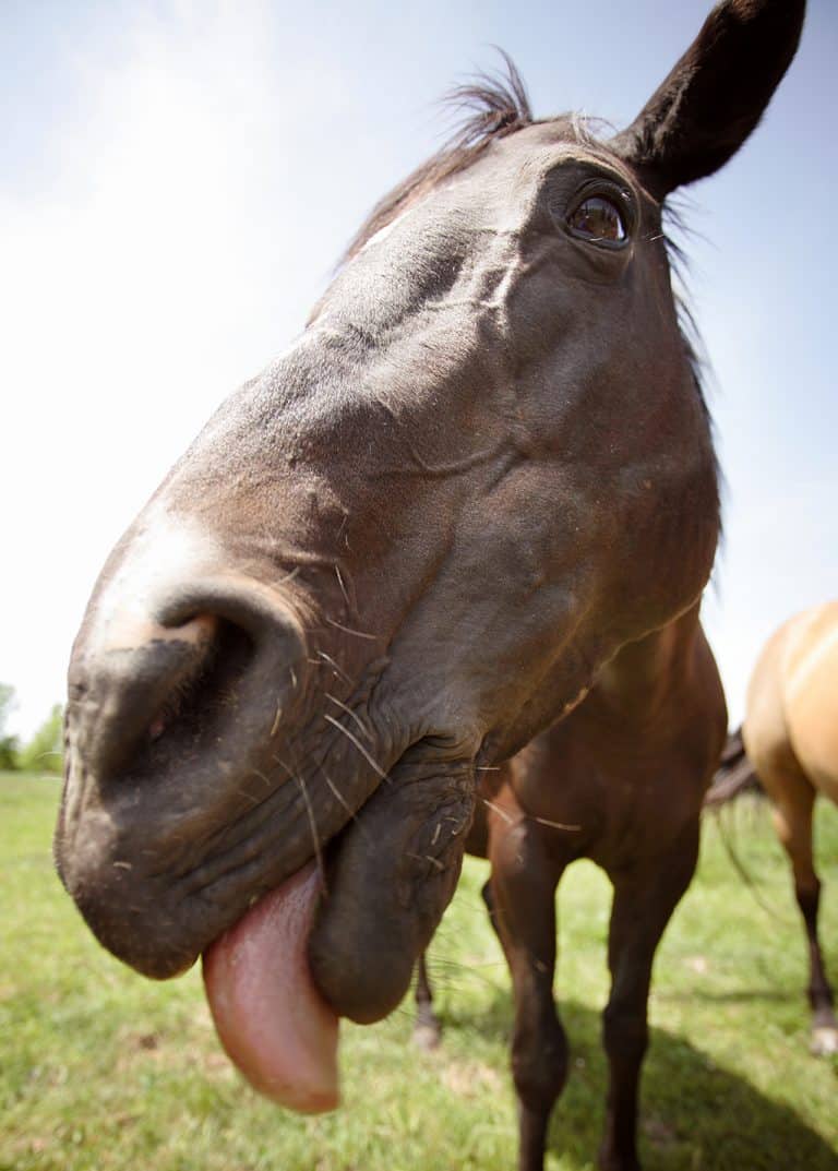 10 Amazing Ways Coconut Oil Can Benefit Your Horse Horse FactBook