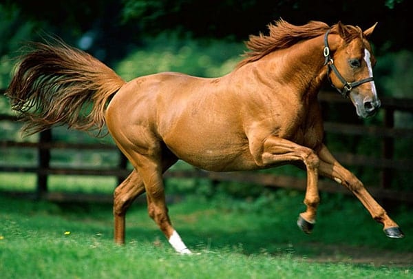 Coconut oil can help to give your horse's coat (and mane and tail) a real shine