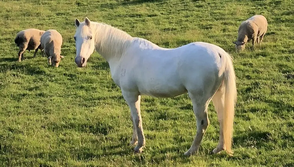 If you can't keep your horse with other horses conifer a different animal