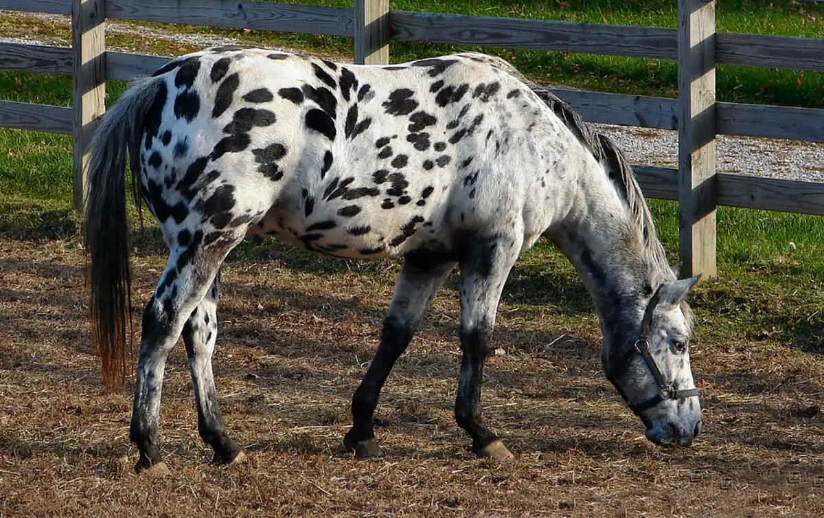9 Spotted Horse Breeds Guaranteed To Get You Noticed! Horse FactBook