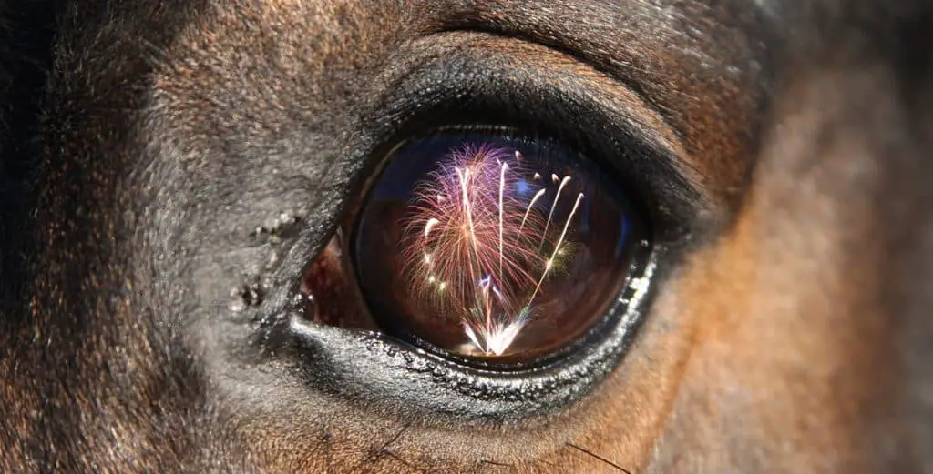 Fireworks can be frightening for horses