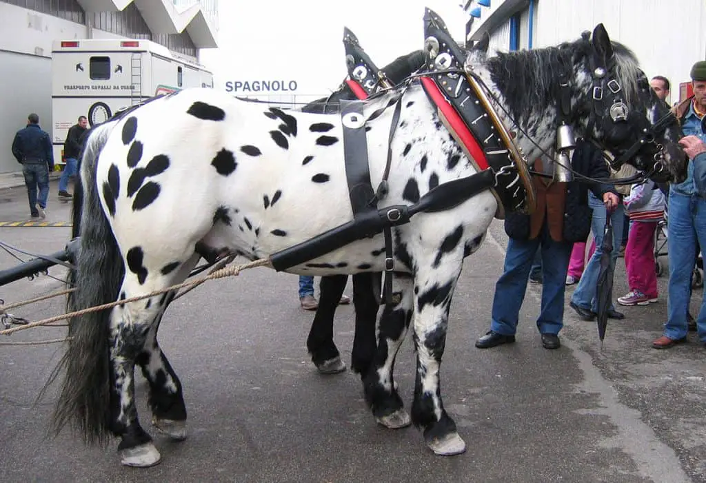 A native of Austria, the Noriker is one of two spotted draft horse breeds in the world