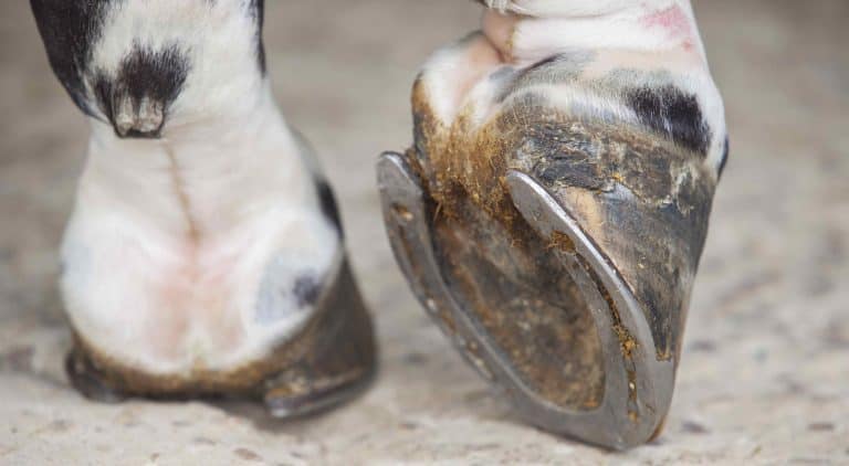 Do Horses Really Need To Wear Shoes? Horse FactBook