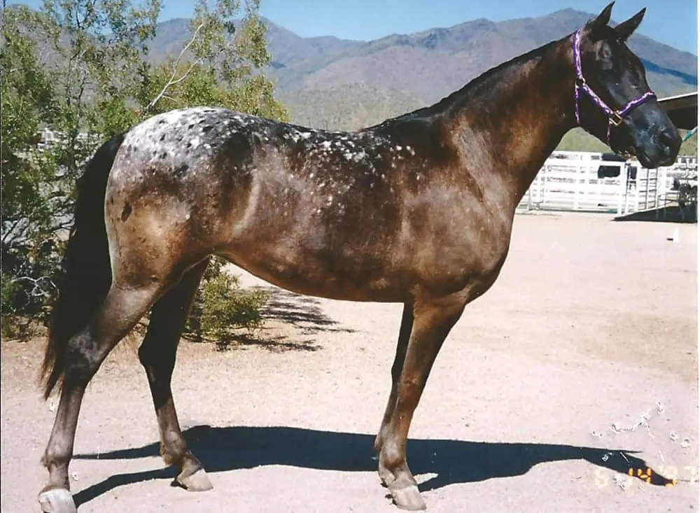 The Walkaloosa isn't that well known but has a striking spotted coat pattern