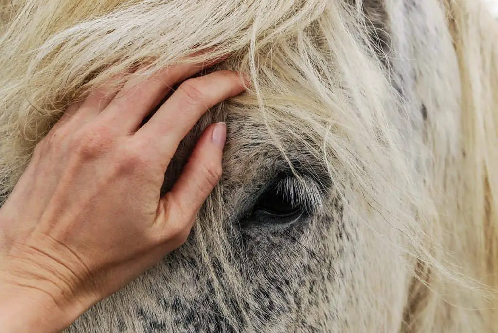 The morning after any local firework display check your horse for signs of injury
