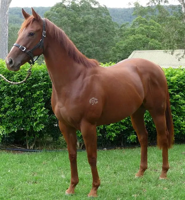 Chestnut and sorrel horses are very popular