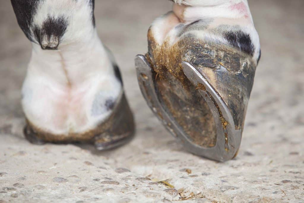 Do Horses Need Shoes What’s Best For Your Horse? Horse FactBook