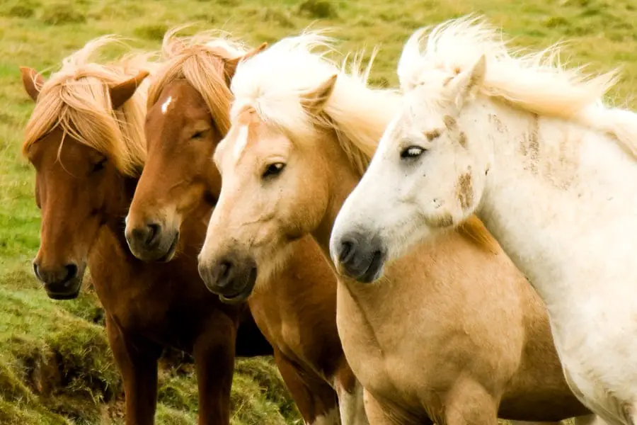 A Guide to Horse Coat Colors & Genetics – Horse FactBook