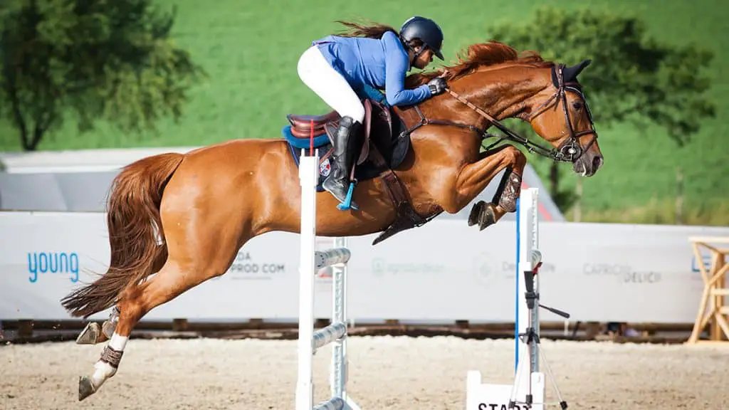 As a rule jumping horses always way shoes
