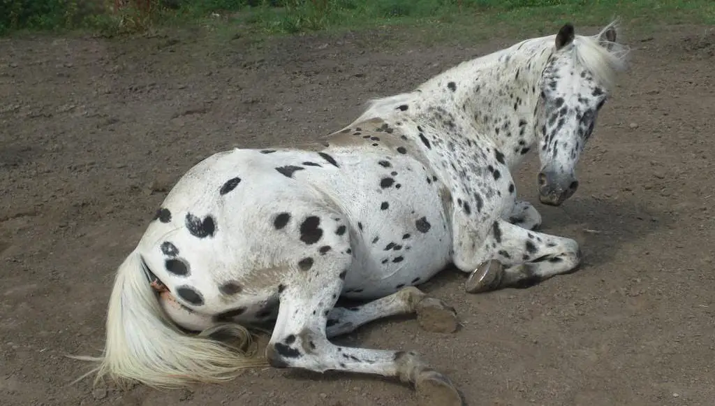 You never know when your horse will need a first aid kit