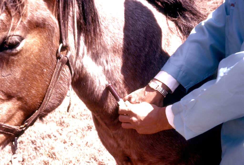 Clinician is bleeding a horses jugular vein to test it for the a
