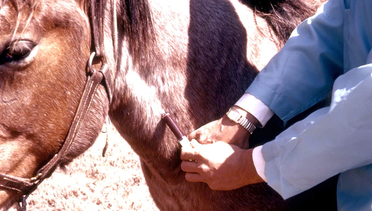 Clinician is bleeding a horses jugular vein to test it for the a