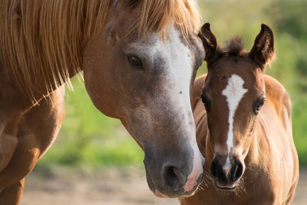 Everything You Need To Know About Caring For A Pregnant Horse Horse