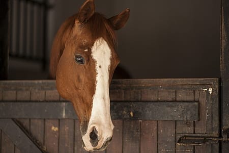 heste bliver nødt til at komme sig efter enhver kirurgisk procedure 