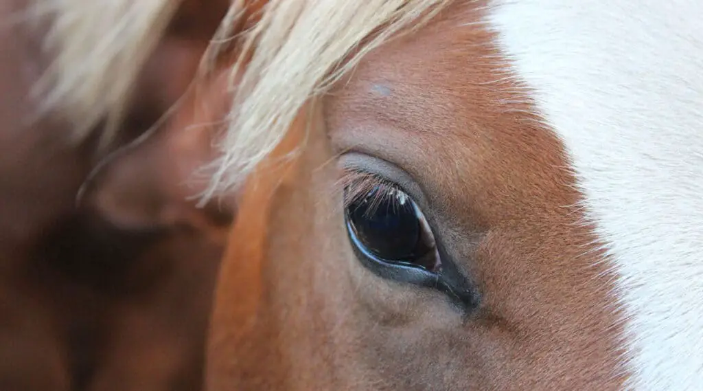 Los caballos pueden desarrollar cataratas a cualquier edad