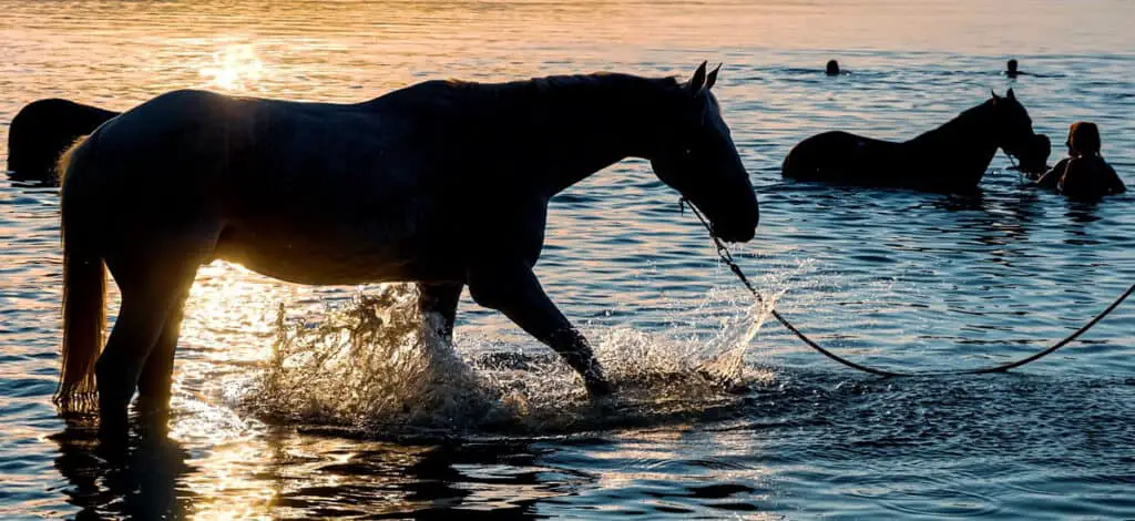 Swimming with your horse can be a great experience