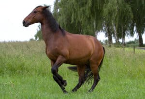 možná si nevšimnete, že váš kůň má kataraktu