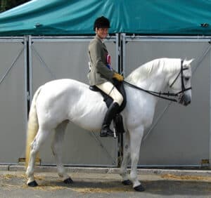 The versatile Connemara Pony is highly suited to children