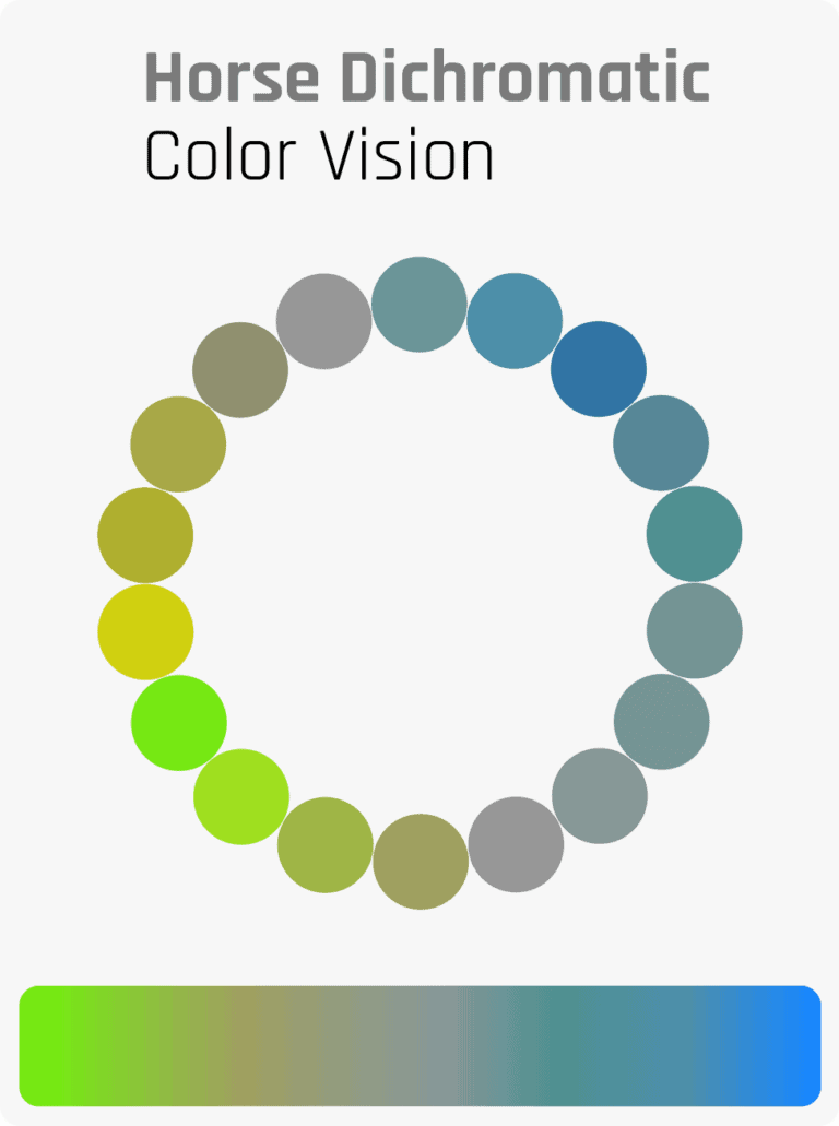 How Do Horses See? The World From A Horse’s Point Of View Horse FactBook