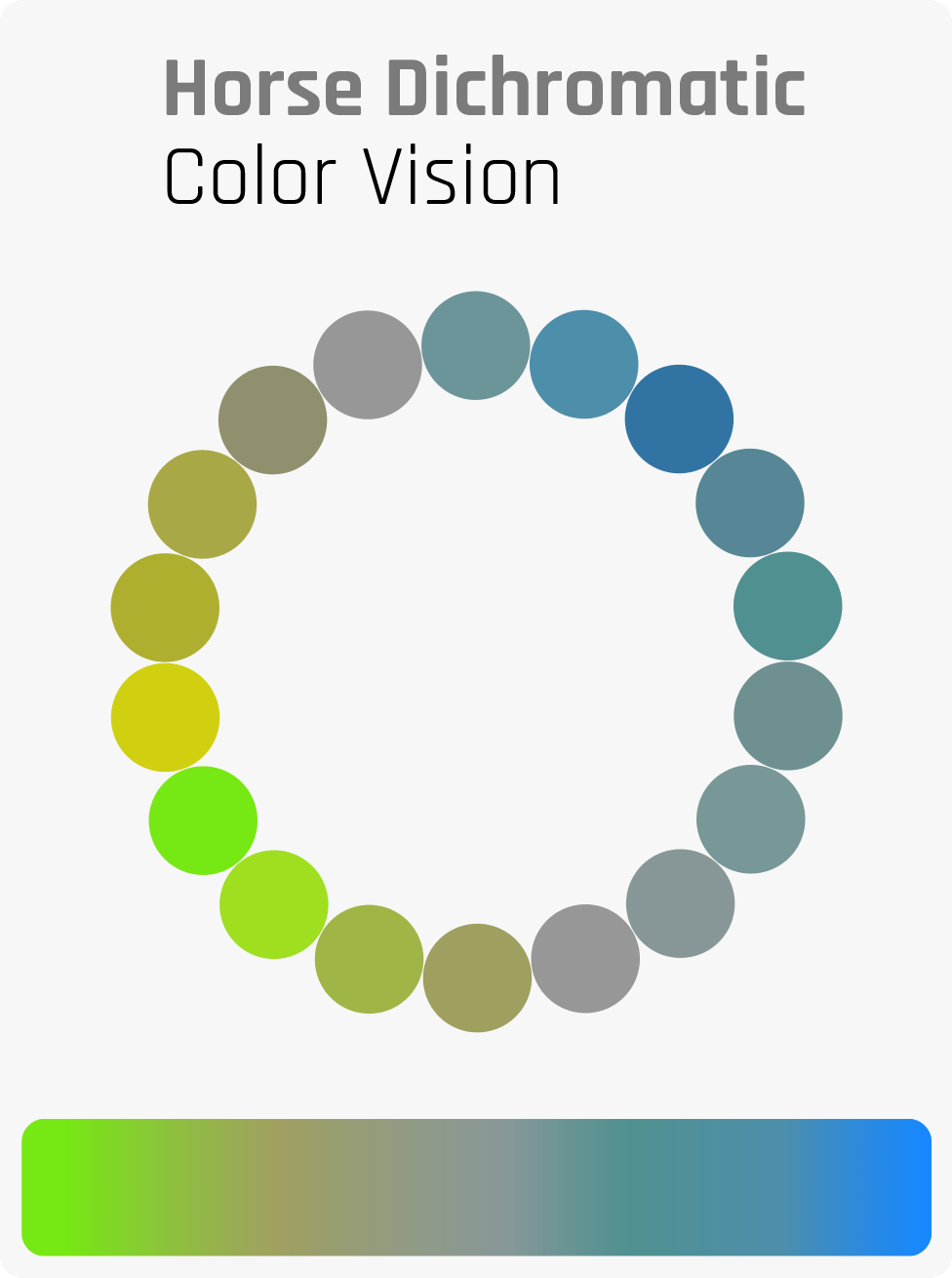 How Do Horses See? The World From A Horse’s Point Of View Horse FactBook