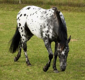 Pony of the Americas is a great in between breed for children