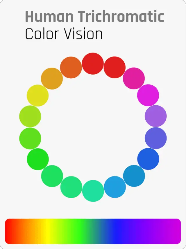 Vision trichromatique humaine des couleurs © horsefactbook.com