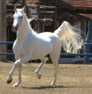 The Arabian Horse is gentle can great for children