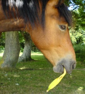 No part of the banana is spared when they're fed to horses