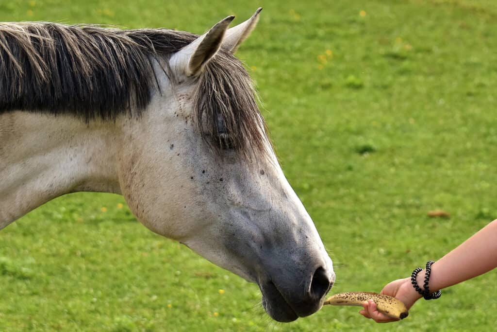 Can Horses Eat Bananas? Horse FactBook