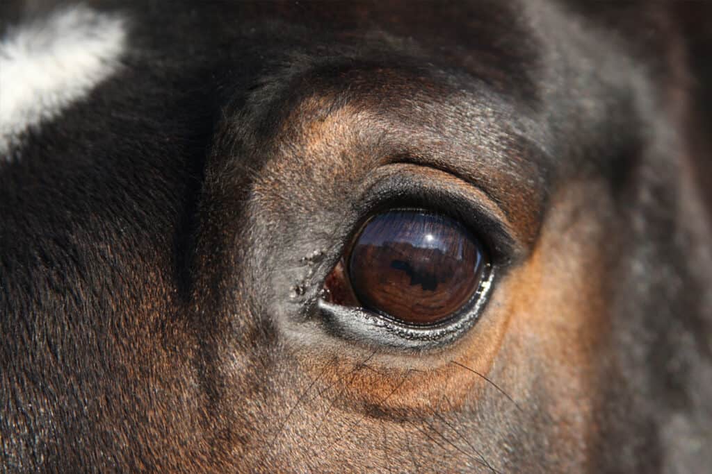How Do Horses See? The World From A Horse’s Point Of View Horse FactBook