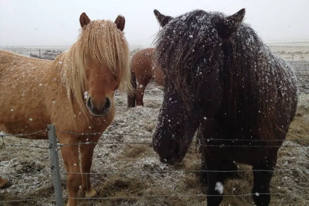 how to get a horse in the shivering isles how to get a horse in the shivering isles