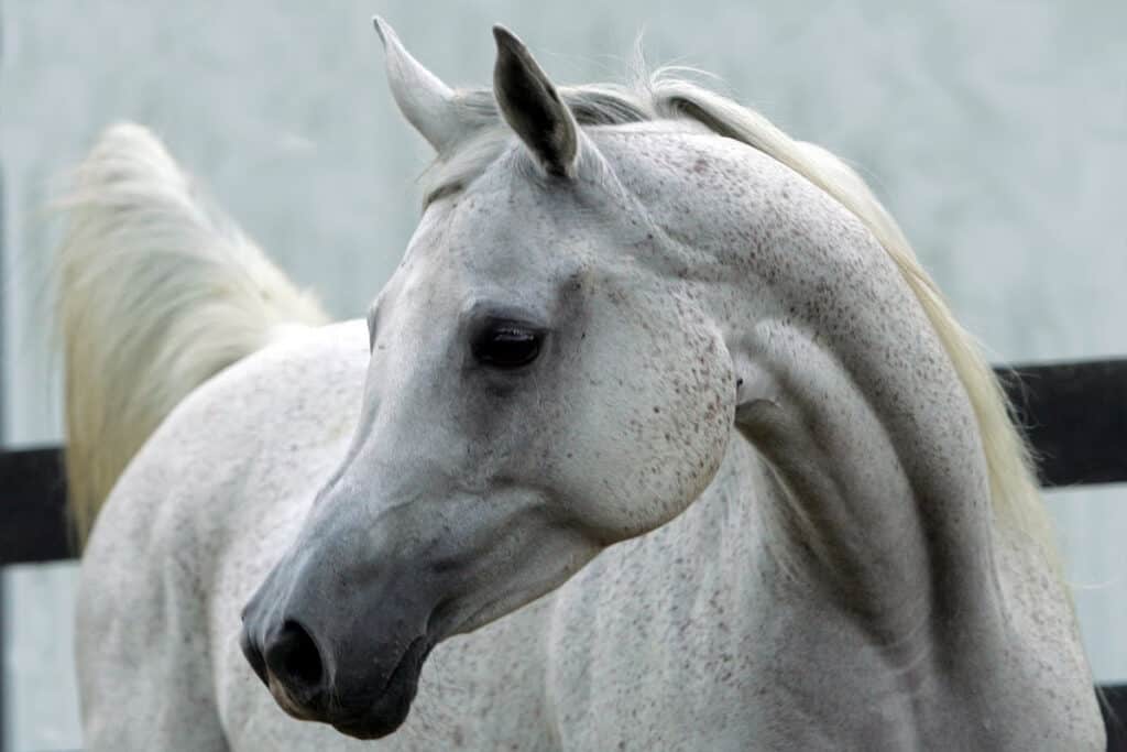 The 7 Most Expensive Horse Breeds In The World (With Costs) Horse