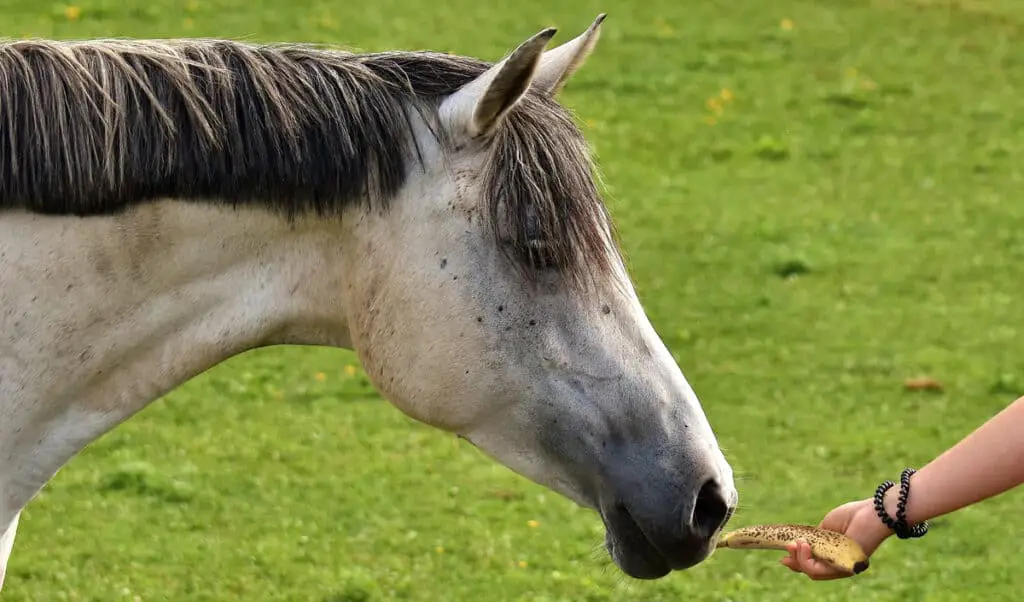 Horses love to eat bananas and will even eat the peel