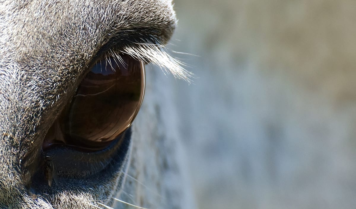 How Do Horses See? The World From A Horse’s Point Of View Horse FactBook