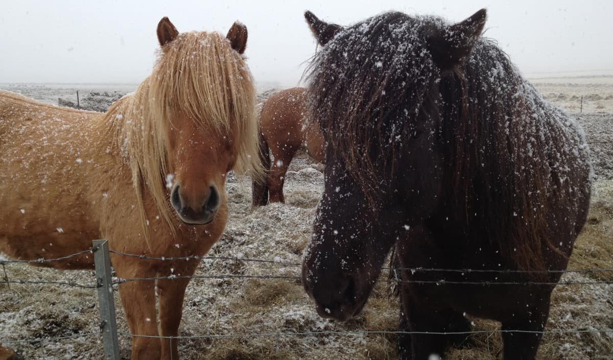 Do Horses Get Cold? What You NEED To Know About Winter Turn Out Horse FactBook