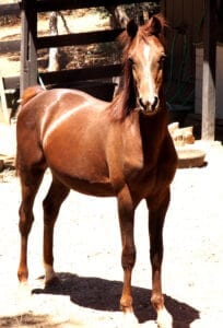 The Morgan is a perfect horse for children