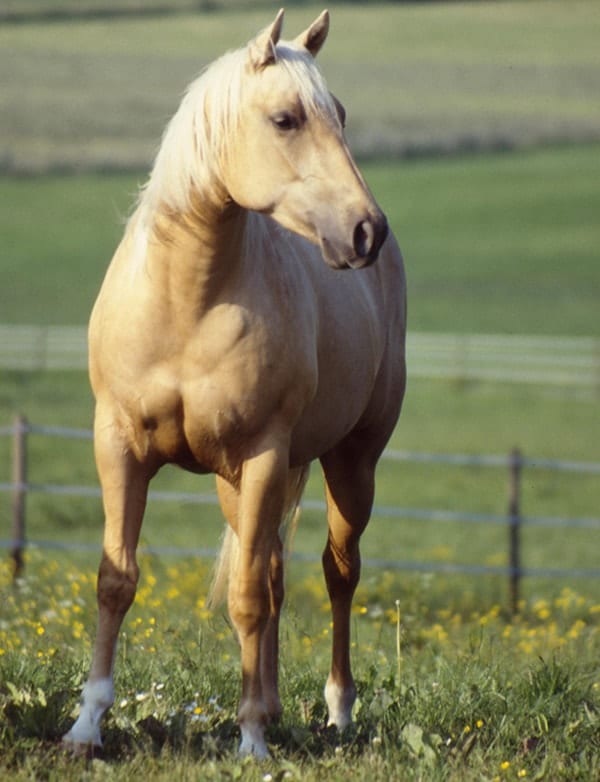 The 12 Best Horse & Pony Breeds For Kids Horse FactBook