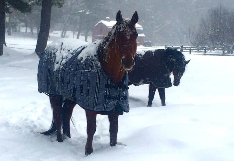 Do Horses Get Cold? What You NEED To Know About Winter Turn Out Horse